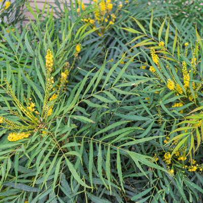 Mahonia eurybracteata 'Soft Caress'