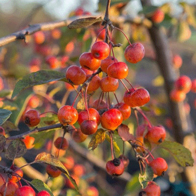 Malus 'Evereste'