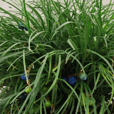 Ophiopogon chingii