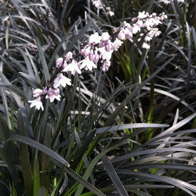 Ophiopogon planiscapus 'Nigrescens'