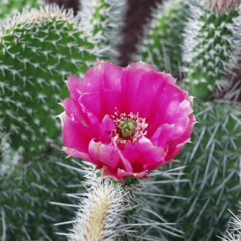 Opuntia polyacantha 'Hystricina'