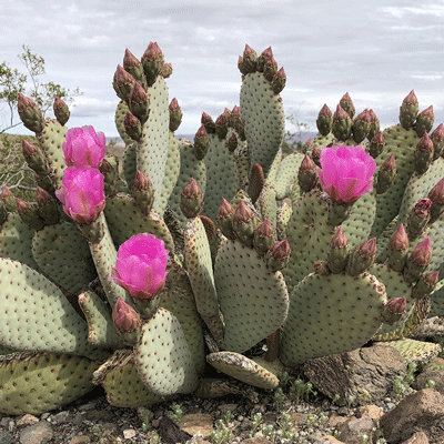 Opuntia basilaris