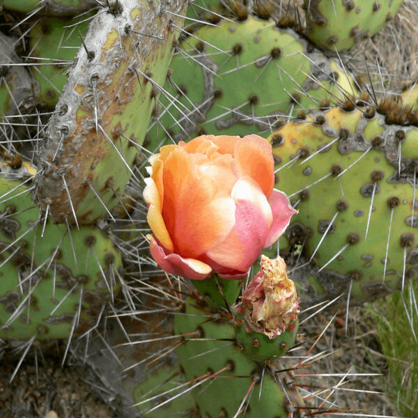 Opuntia phaecantha
