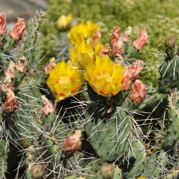 Opuntia phaeacantha 'Camanchica'