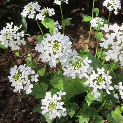 Pachyphragma macrophyllum