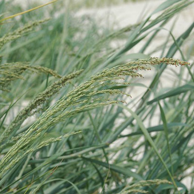 Panicum amarum 'Nancy'