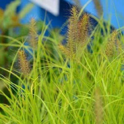 Pennisetum alopecuroides 'Hameln Gold'