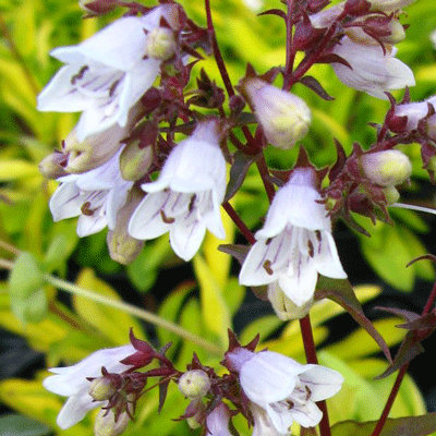 Penstemon digitalis 'Gold Foil'