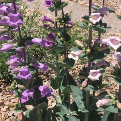 Penstemon grandiflorus 'Prairie Jewel'