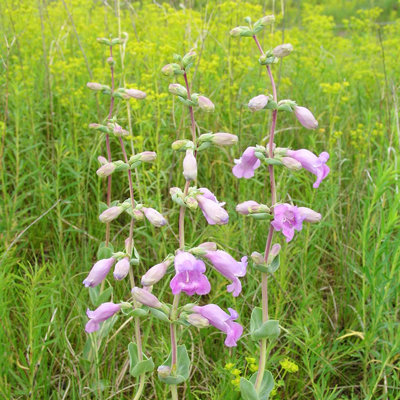Penstemon grandiflorus