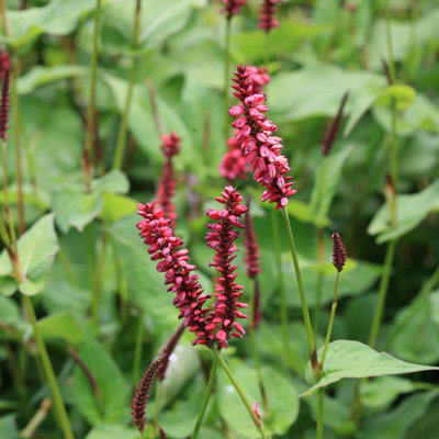 Persicaria amplexicaulis 'Taurus'