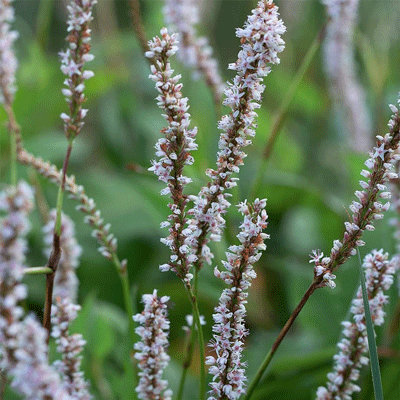 Persicaria amplexicaulis 'Alba'