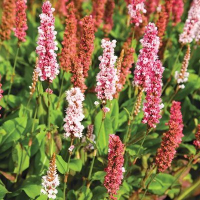 Persicaria affinis 'Dimity'