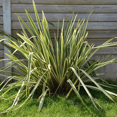 Phormium tenax 'Variegatum'