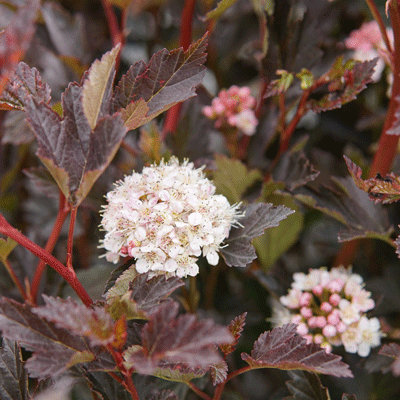 Physocarpus 'Tiny wine'