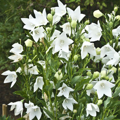 Platycodon grandiflorus 'Fuji white'