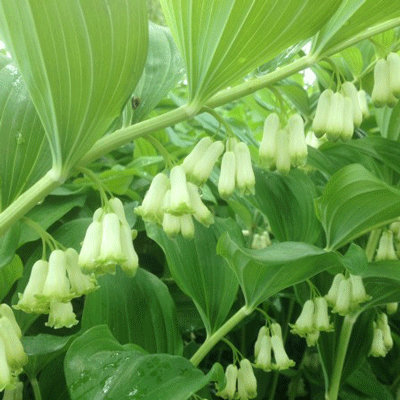 Polygonatum 'Wehienstephan'