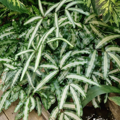Pteris cretica 'Albo Lineata'