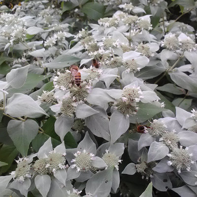 Pycnanthemum muticum