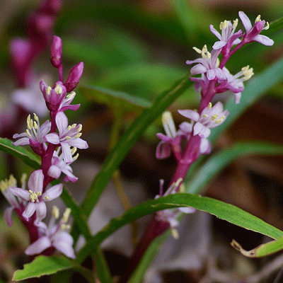 Reineckea carnea