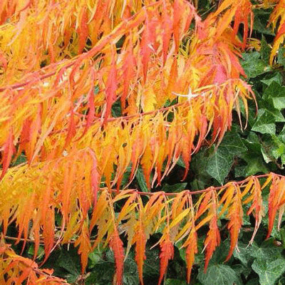Rhus typhina 'Dissecta'