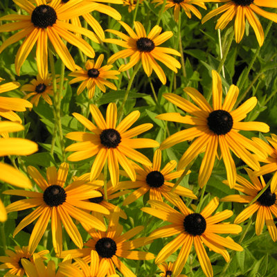 Rudbeckia fulgida 'Deamii'