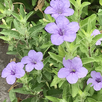 Ruellia humilis