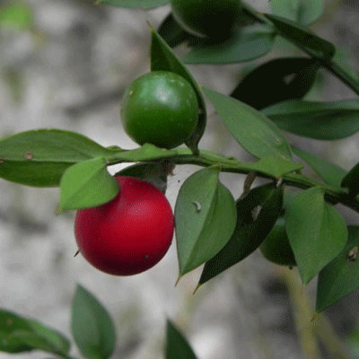 Ruscus aculeatus