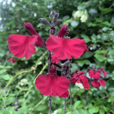 Salvia microphylla 'Makris'