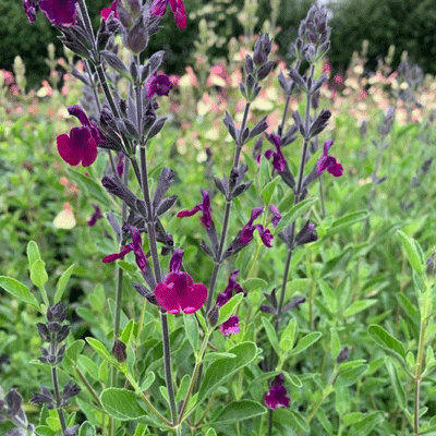 Salvia jamensis 'Nachtvlinder'