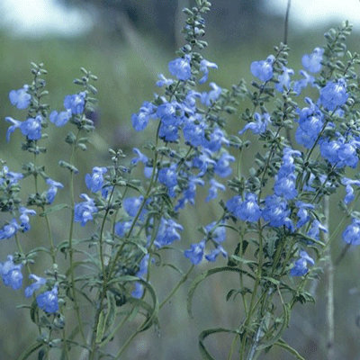 Salvia azurea