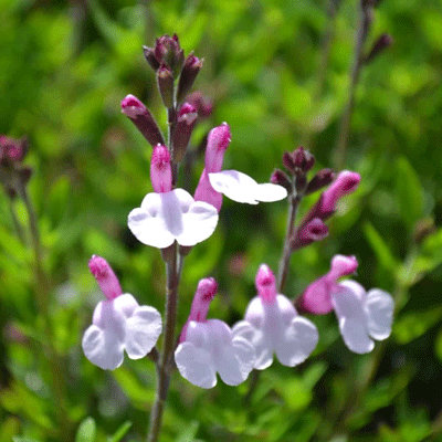 Salvia greggii 'Joy'