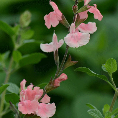 Salvia microphylla 'Aphrodite'