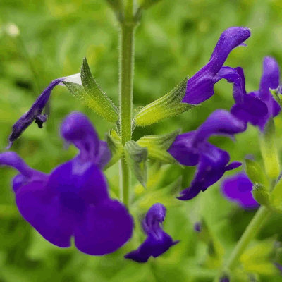 Salvia microphylla 'Blue Monrovia'
