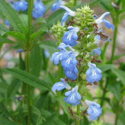 Salvia uliginosa 'Ballon Azul'