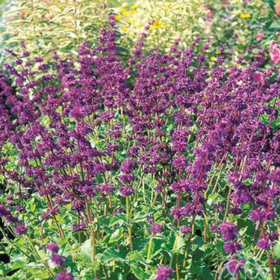 Salvia verticillata 'Purple Rain'