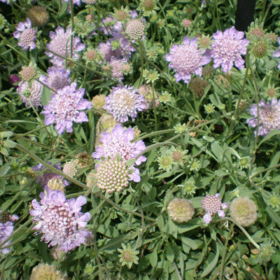 Scabiosa cretica