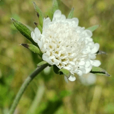 Scabiosa drakenbergensis