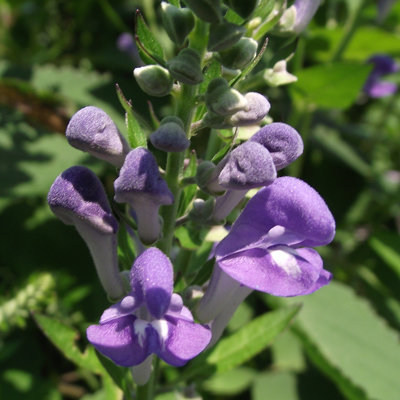 Scutellaria incana