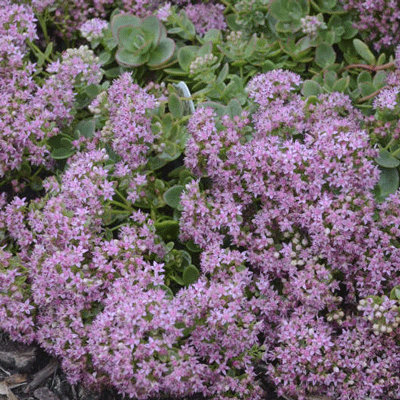 Sedum 'Lime Zinger'
