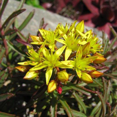 Sedum middendorfianum 'Striatum'