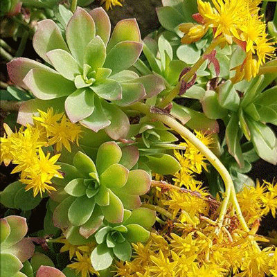 Sedum palmeri