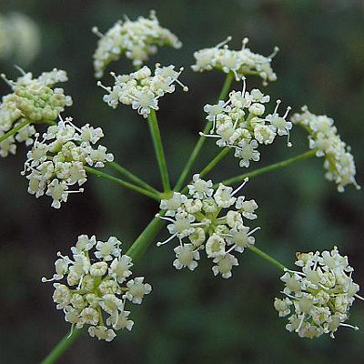 Seseli elatum ssp. osseum