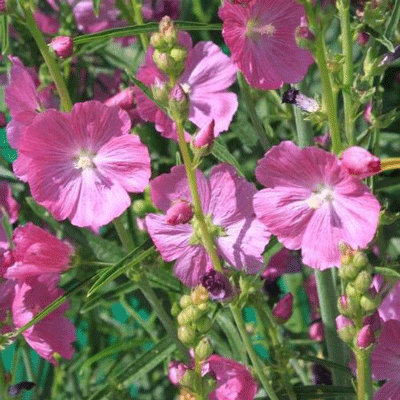 Sidalcea malviflora 'Stark's hybrid'