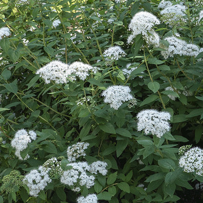 Spirea fritschiana