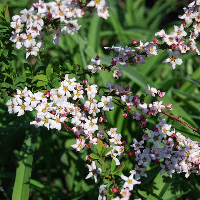 Spirea thumbergii 'Fujino Pink'
