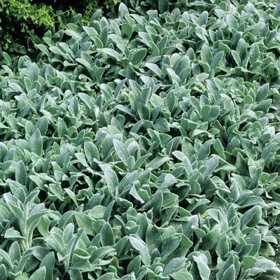 Stachys bizantina 'Silver Carpet'
