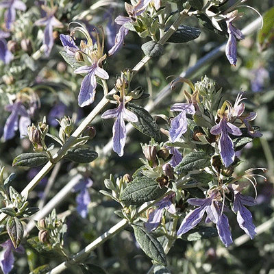 Teucrium fruticans