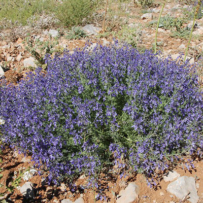 Teucrium orientale