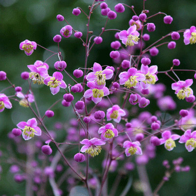 Thalictrum rochebruneanum var. grandisepalum